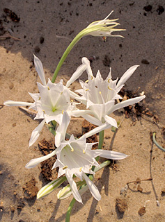 Sea daffodil, Sea pancratium lily 