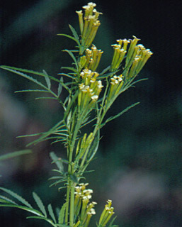 Wild Mrigold, Stinkweed 