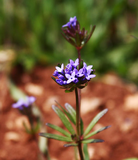 Field Woodruff 