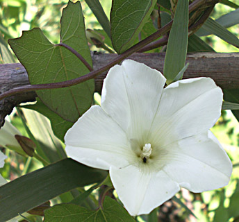 Greater Bindweed 