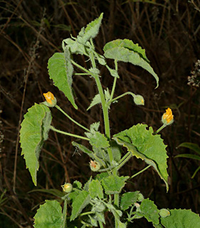 Country mallow: Twelve o'clock flower 