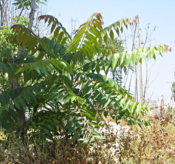 Tree of Heaven 