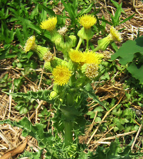 Prickly Sow-Thistle 