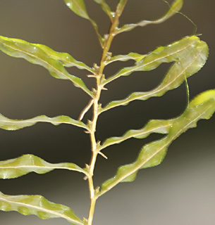 Curly pond weed 