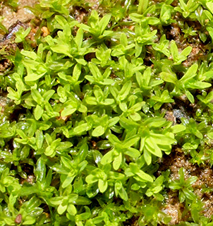 Lesser Bird's-claw Beard-moss 