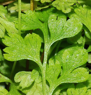 Anogramma leptophylla