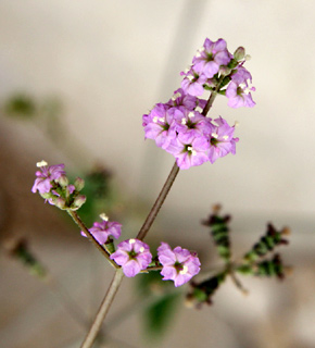 Commicarpus helenae