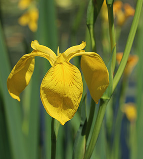 Yellow Iris,Yellow Waterflag,Jacob's Sword 