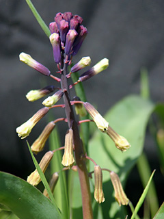 Purple Roman squill, Turkish bellevalia, 