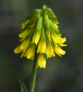 Trigonella spicata