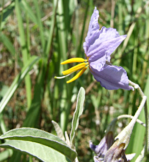 Silverleaf Nightshade    