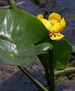 Yellow water- or pond lily,Brandy bottle 