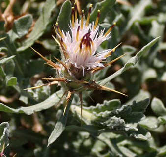 Centaurea lanulata