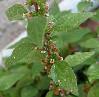 Wall pellitory 