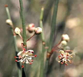 Fringed calligonum 