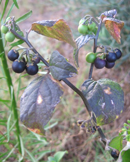 Black Nightshade, Hound's Berry 