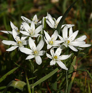 Star of Bethlehem 