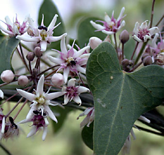 Montpellier scamony plant, Stranglevine 