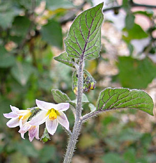 Wooly Nightshade 