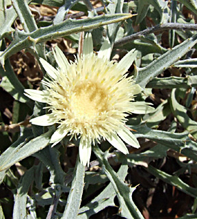 Yellow Distaff-thistle 