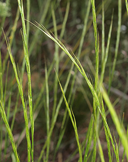 Stipa bromoides