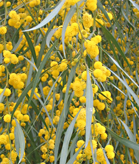 Sydney Golden Wattle 