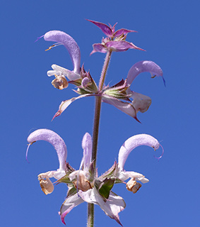 Salvia sclarea