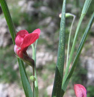 Grass Vetchling 