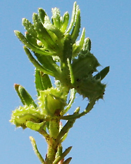 Mericarpaea vaillantioides