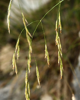 Bromus syriacus