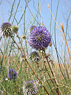 Common Globe-thistle 