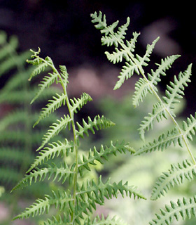 Marsh buckler fern 