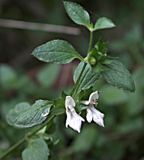 Great Hedge-nettle 