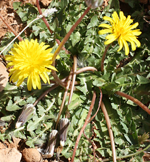 Taraxacum syriacum