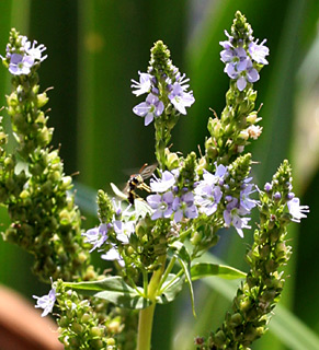 Broad-leaved Peedwell 