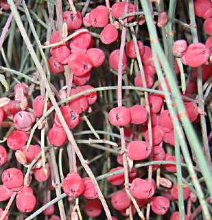 Leafless Ephedra 