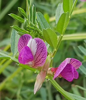 ביקיית יזרעאל