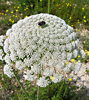 Wild carrot, Queen anne's lace  