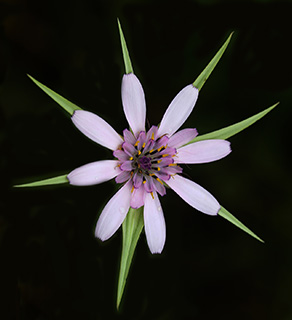 Goat's Beard 