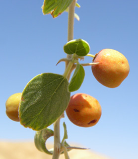 שיזף שעיר