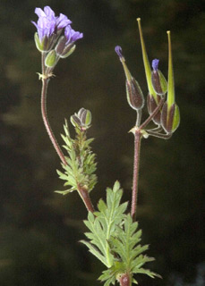 Long-Beaked Stork's Bill 