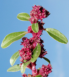 Pelitory-leaved Amaranth 