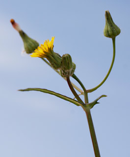 Slender Sowthistle 