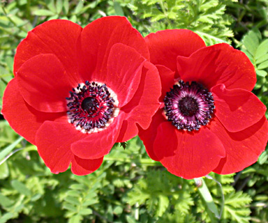  Crown Anemone 