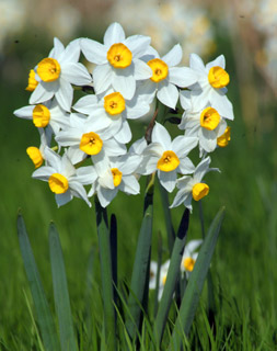 Narcissus tazetta