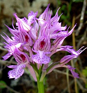 Toothed Orchid 