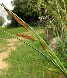 Hairy Sedge 