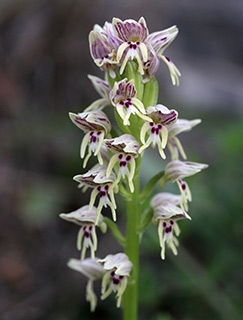 Galilee Orchid  