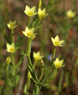 Yellow centaury 