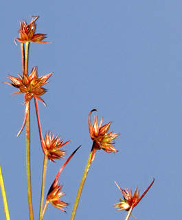 Leafybract dwarf rush 